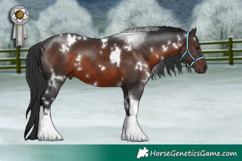 Horse Color:White Spotted Brown Tobiano 