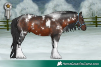 Horse Color:White Spotted Brown Tobiano