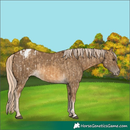 Horse Color:Chocolate Palomino Dun Appaloosa and Chocolate Palomino Appaloosa