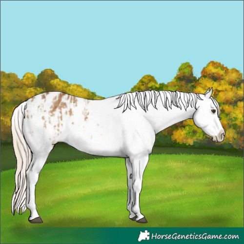 Horse Color:Chocolate Palomino Dun Blanket and Chocolate Palomino Blanket