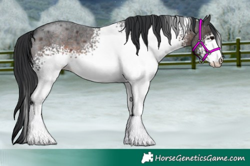 Horse Color:White Spotted Brown Roan 