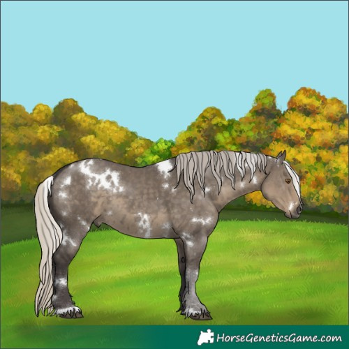 Horse Color:White Spotted Silver Smoky Grullo Sabino 