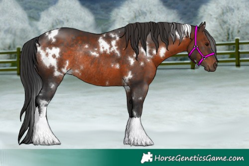 Horse Color:White Spotted Brown Rabicano 