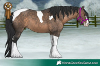 Horse Color:Brown Dun Sabino Tobiano 