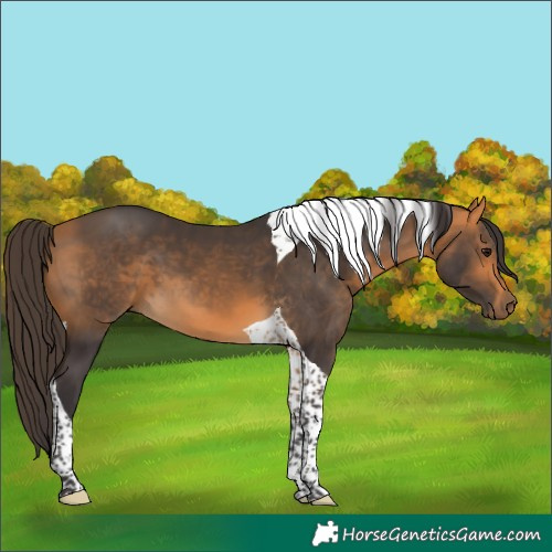 Horse Color:Buckskin Tobiano