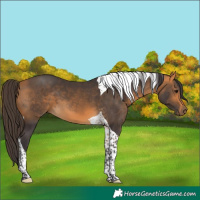 Horse Color:Buckskin Tobiano 