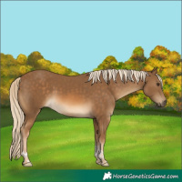 Horse Color:Chocolate Palomino Tobiano 
