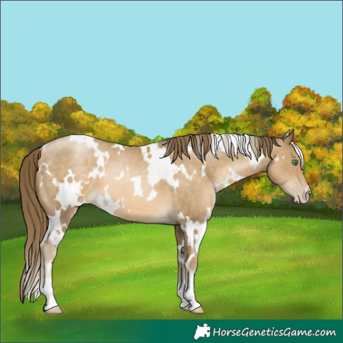 Horse Color:White Spotted Smoky Black Pearl 