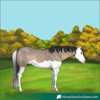 Horse Color:Brown Dun Splash 