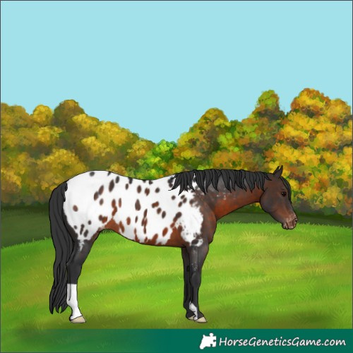 Horse Color:Brown Appaloosa 