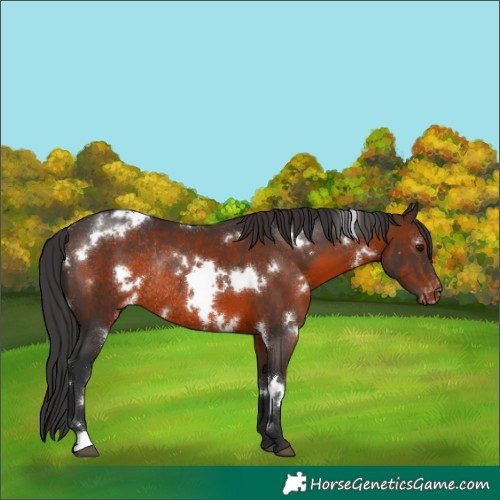 Horse Color:White Spotted Brown Appaloosa Rabicano 