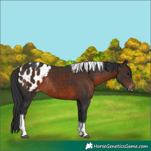 Horse Color:Brown Sabino Tobiano Appaloosa Rabicano 