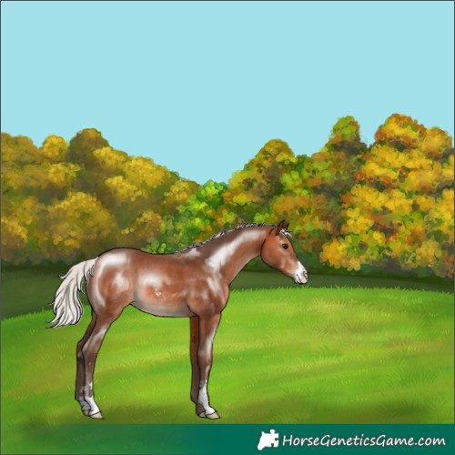 Horse Color:Silver Brown Sabino Rabicano