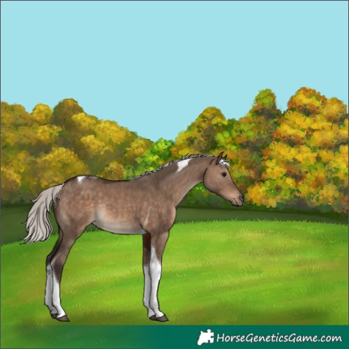Horse Color:Silver Brown Dun Sabino Tobiano Rabicano
