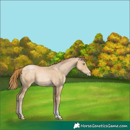 Horse Color:Buckskin Pearl