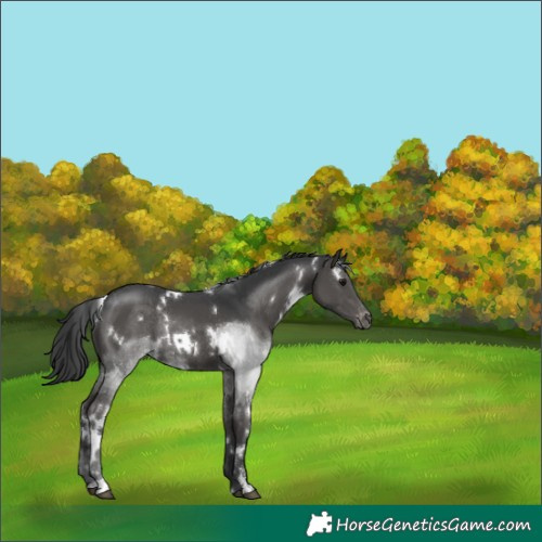 Horse Color:White Spotted Black Sabino Appaloosa Rabicano 