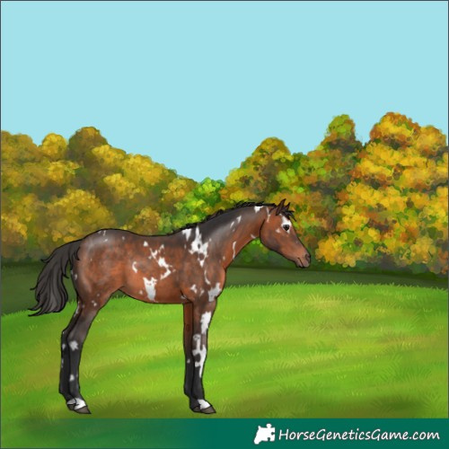 Horse Color:White Spotted Brown Rabicano
