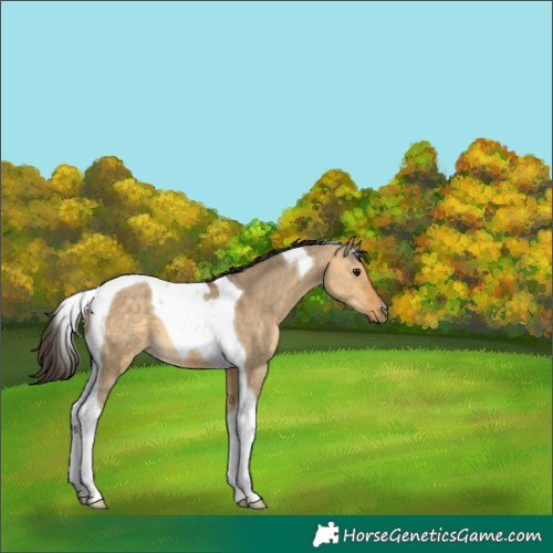 Horse Color:Buckskin Dun Tobiano 