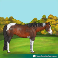 Horse Color:Brown Sabino Tobiano Rabicano 