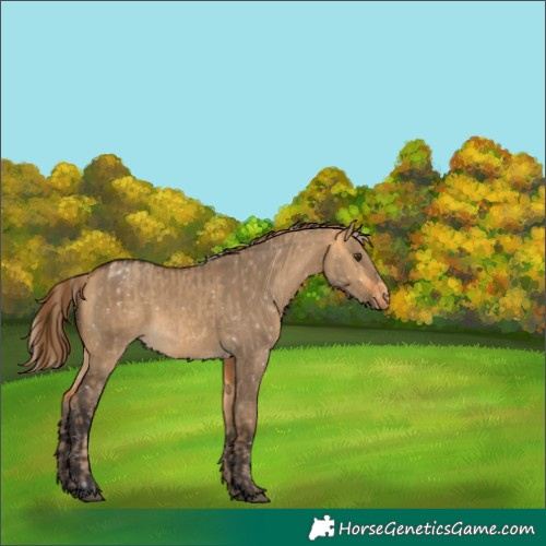 Horse Color:Chocolate Palomino Dun Appaloosa  and Buckskin Dun Appaloosa 