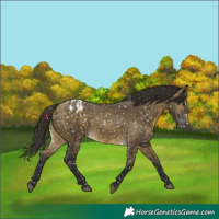Horse Color:Buckskin Dun Appaloosa and Buckskin Dun Appaloosa