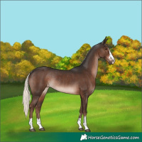 Horse Color:Liver Chestnut Mushroom Rabicano 