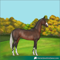 Horse Color:Liver Chestnut Mushroom Rabicano