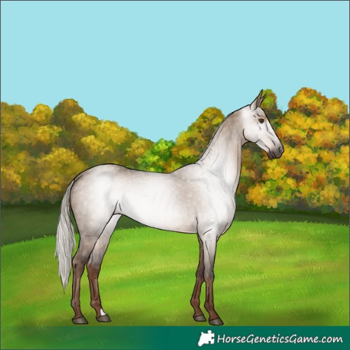 Horse Color:Gray Liver Red Dun Mushroom Rabicano 
