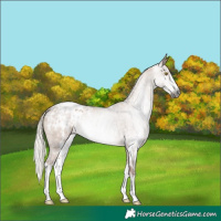 Horse Color:Gray Red Dun Mushroom Sabino Blanket Rabicano 