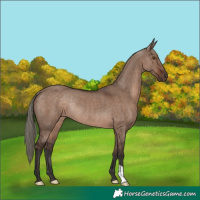 Horse Color:Liver Red Dun Mushroom Rabicano 