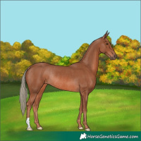Horse Color:Chestnut Mushroom Rabicano 