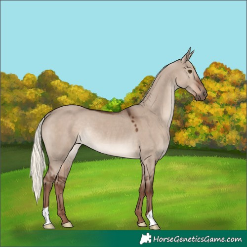 Horse Color:Liver Red Dun Mushroom Rabicano