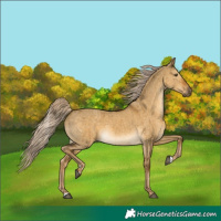 Horse Color:Chocolate Palomino Dun Mushroom Rabicano Brindle 