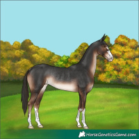 Horse Color:Liver Chestnut Rabicano 