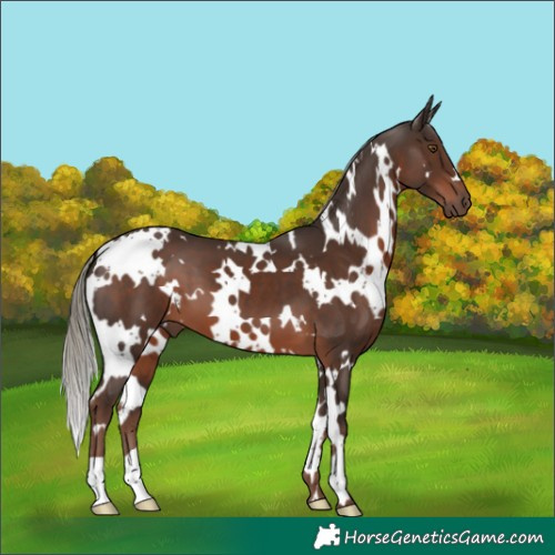 Horse Color:White Spotted Liver Chestnut Mushroom