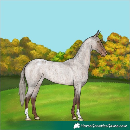 Horse Color:Liver Red Dun Roan Mushroom Varnish Brindle 