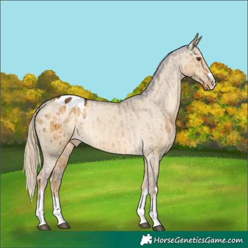 Horse Color:Chocolate Palomino Dun Mushroom Appaloosa Rabicano Brindle 