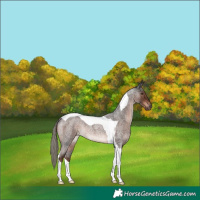 Horse Color:Liver Red Roan Mushroom Tobiano Rabicano 