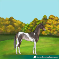 Horse Color:Liver Chestnut Mushroom Tobiano Rabicano 