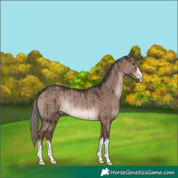 Horse Color:Liver Red Dun Mushroom Rabicano Brindle