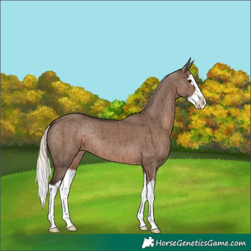 Horse Color:Liver Red Dun Mushroom Splash Brindle 