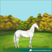 Horse Color:Red Roan Mushroom Splash Rabicano 
