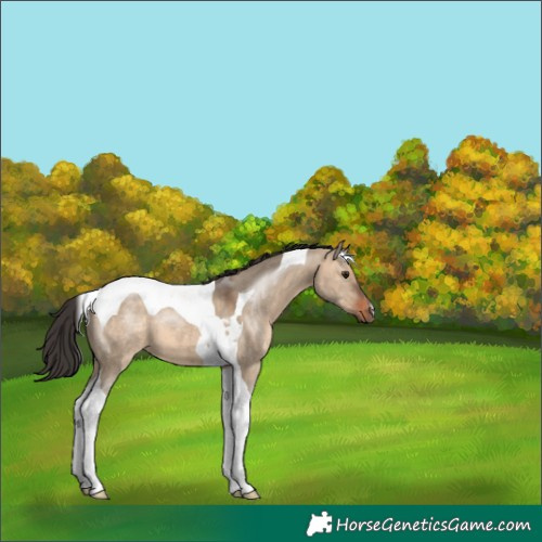 Horse Color:Brown Dun Tobiano