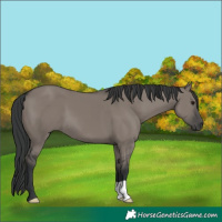 Horse Color:Grullo 