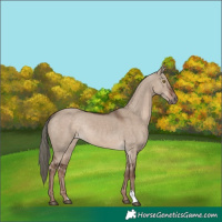 Horse Color:Liver Red Dun Mushroom Rabicano 