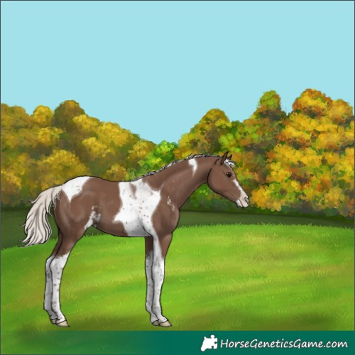 Horse Color:Silver Black Sabino Tobiano