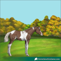 Horse Color:Silver Black Sabino Tobiano 