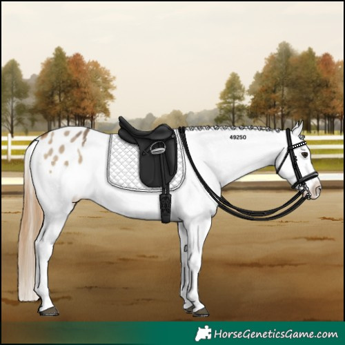 Horse Color:Buckskin Dun Snowflake Varnish  and Buckskin Dun Frame Snowflake Varnish 