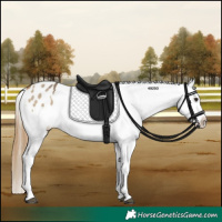 Horse Color:Buckskin Dun Snowflake Varnish  and Buckskin Dun Frame Snowflake Varnish 