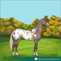 Horse Color:Liver Red Dun Mushroom Appaloosa Rabicano 